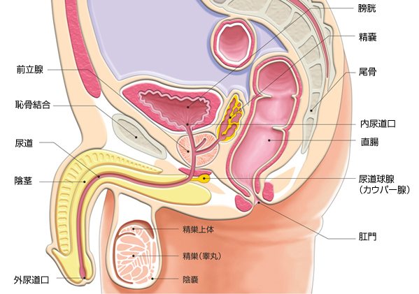 前立腺オナニー（アナニー）とは？危険な6つの理由も解説【医師監修】 | 新橋ファーストクリニック【公式】