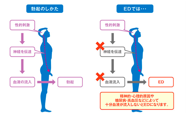 養命酒はED（勃起不全・インポテンツ）にも効果的！ - 養命酒のすすめ