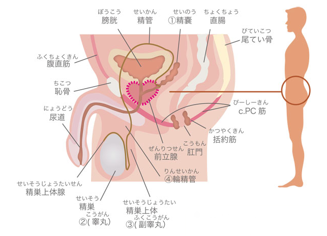 アメリカ人旦那の柔らかいチンポが物足りない人妻に日本人の硬いチンポで満足させる | テングノハナオレ