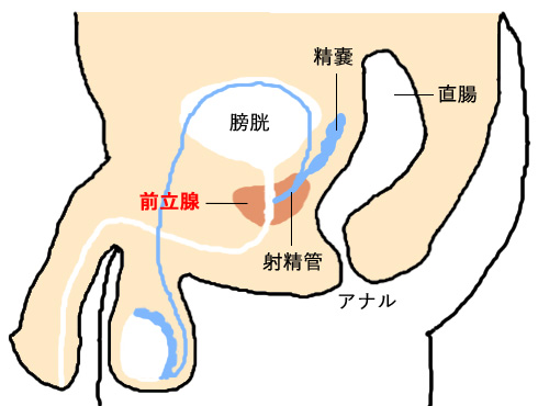 ドライオーガズムとは？ | M性感専門「いけない歯科衛生士」