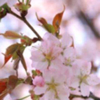 回春マッサージSAKURA〔求人募集〕 回春・性感エステ | 風俗求人・デリヘル求人サイト「リッチアルファ」