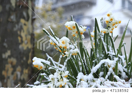 雪の中でも咲く花をご存知ですか？(季節・暮らしの話題 2018年01月29日) -