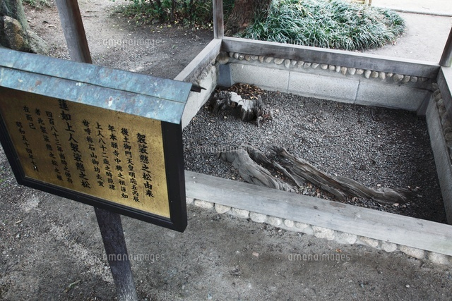 法然上人袈裟掛の松～京都：光明寺～