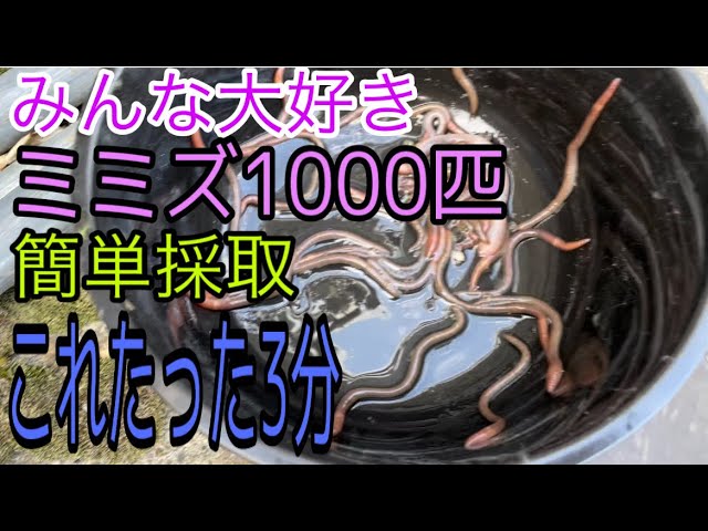 楽天市場】ミミズ千匹の通販