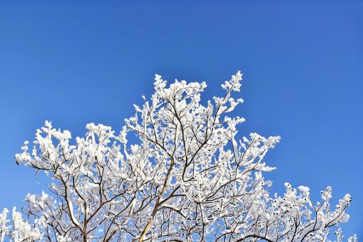 花 雪中花 山茶花】の画像素材(70250566)