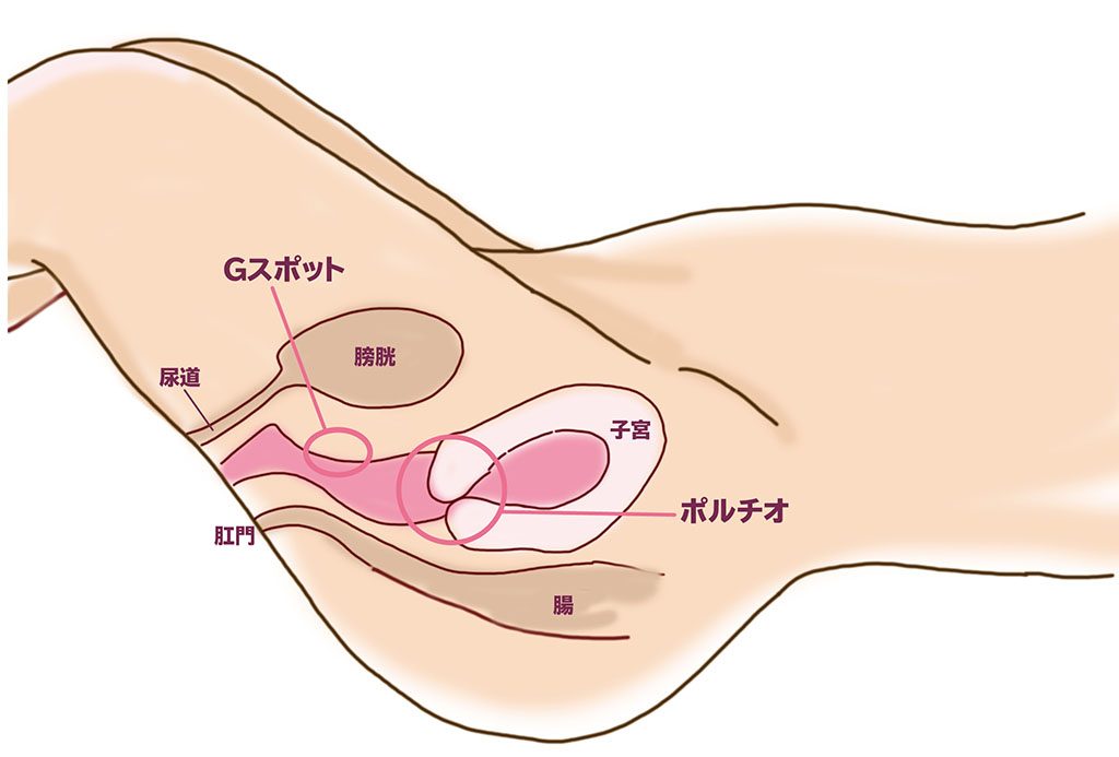 ポルチオとは？産婦人科専門医の丹羽咲江医師が子宮腟部を徹底解説します。 | 腟ペディア