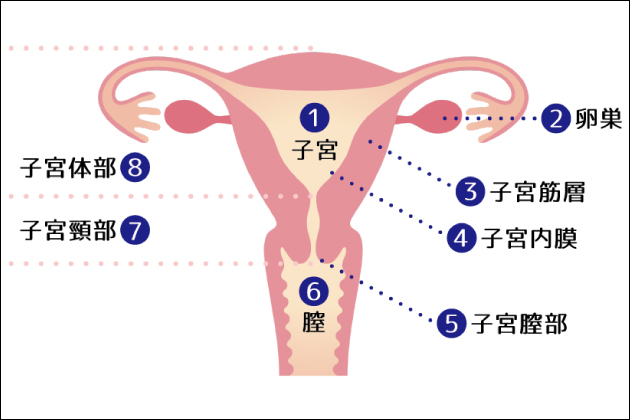 名器を持つ女性の特徴と気持ちいいアソコのこしらえ方15選を全23テクから厳選！ | Trip-Partner[トリップパートナー]