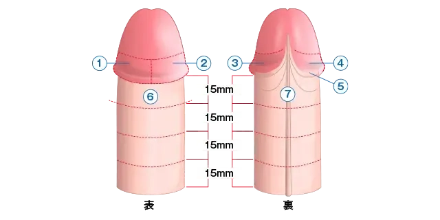 ヒトのペニスに「骨」がないのは、一夫一妻制のせい？ 英大学研究結果（1/3ページ） - 産経ニュース