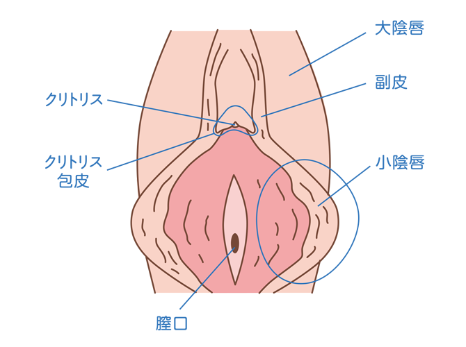 FTMの男性ホルモンの効果と発現時期