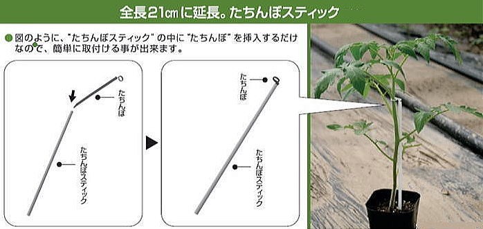 なぜ「立ちんぼ行為」をする？背景にある「ホスト・売り掛け」 ミナミで警察による一斉摘発売春を行う女性『好きなホストのために捕まるならいい』 