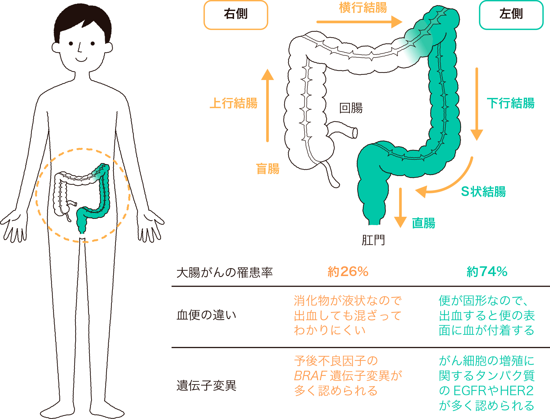 今さら聞けない「S字結腸」について解説！傑作結腸責め3選｜BLニュース ちるちる