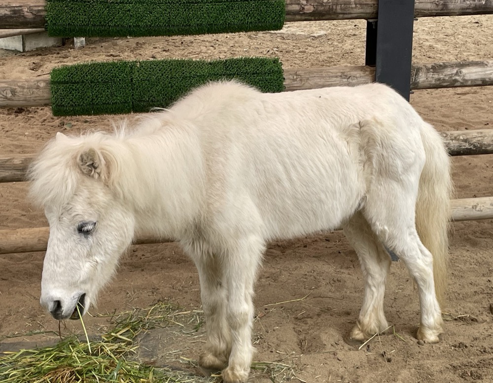 ベビーバスと上野動物園コラボ「双子のパンダ成長動画」無料公開 5枚目の写真・画像 | リセマム