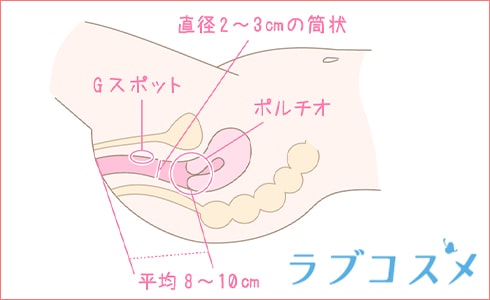 女性のGスポット・ポルチオ性感帯開発方法【図解】 | セクテクサイト