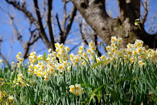 スイセンの毒性 間違って食べてしまった事例から学ぼう - Hanana tree