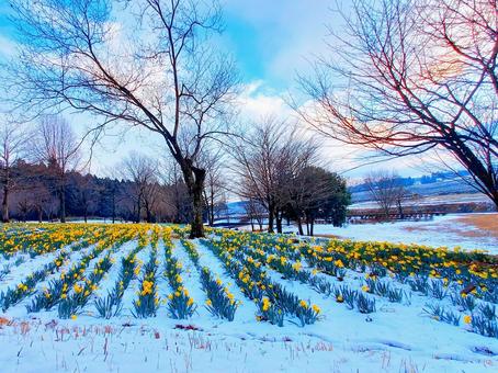 笹の雪」の花が咲きだしました。 - 田舎へ行ってご／見てご！