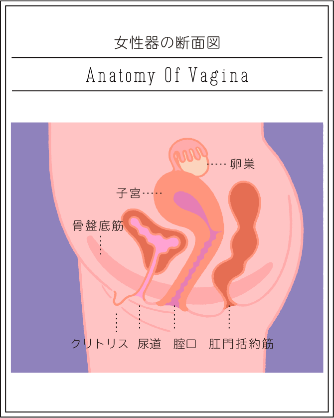 ピストン運動・セックス挿入テクニック完全攻略書【図解・動画】 | セクテクサイト