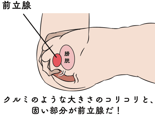 変態が解説】病みつき覚悟な前立腺攻めのやり方を伝授！3ステップで簡単開発！ | Trip-Partner[トリップパートナー]