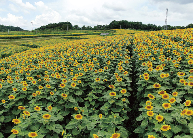 ひまわりは夏の代表的な花！知られざる魅力や花言葉を紹介 - For your