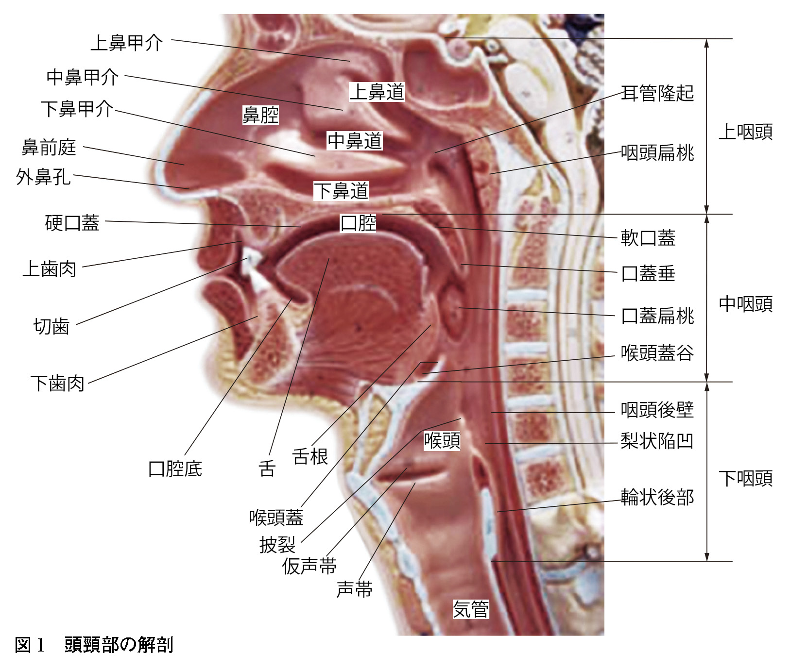 喉頭・咽頭の機能解剖学