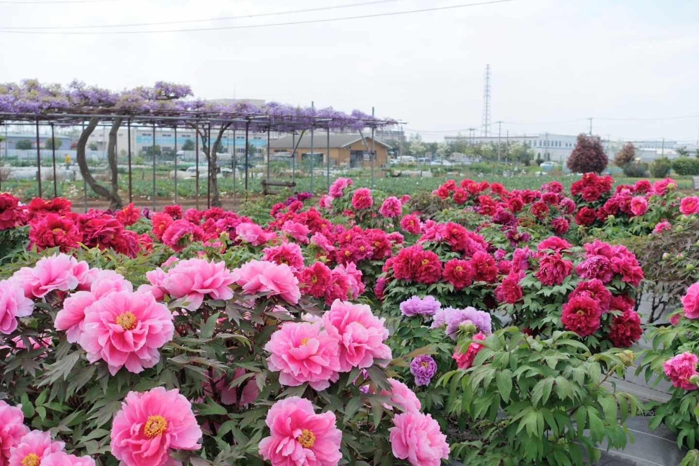 愛知・名古屋市千種区吹上 メンズエステ Peony（ピオニー）