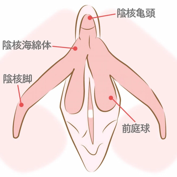 女性の包茎】クリトリス包茎とは？原因や影響を徹底解説！│SELECT CLINIC TIPS