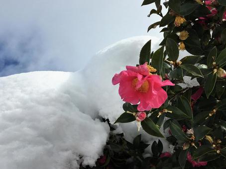 化粧蘭 雪(ハイグレード)|特別なギフト -