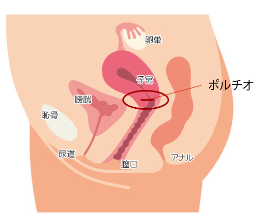 ポルチオとは？位置や開発方法、ポルチオセックスのやり方- 夜の保健室