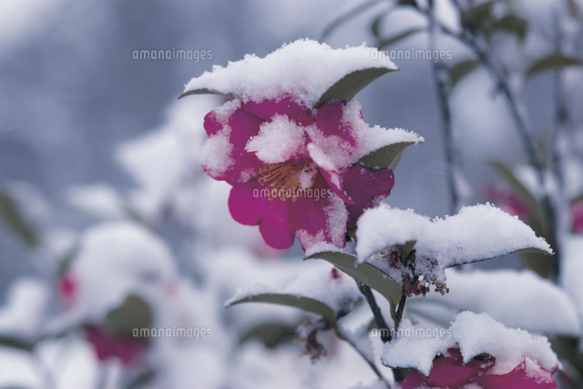 雪の中でも咲く花をご存知ですか？(季節・暮らしの話題 2018年01月29日) - 日本気象協会