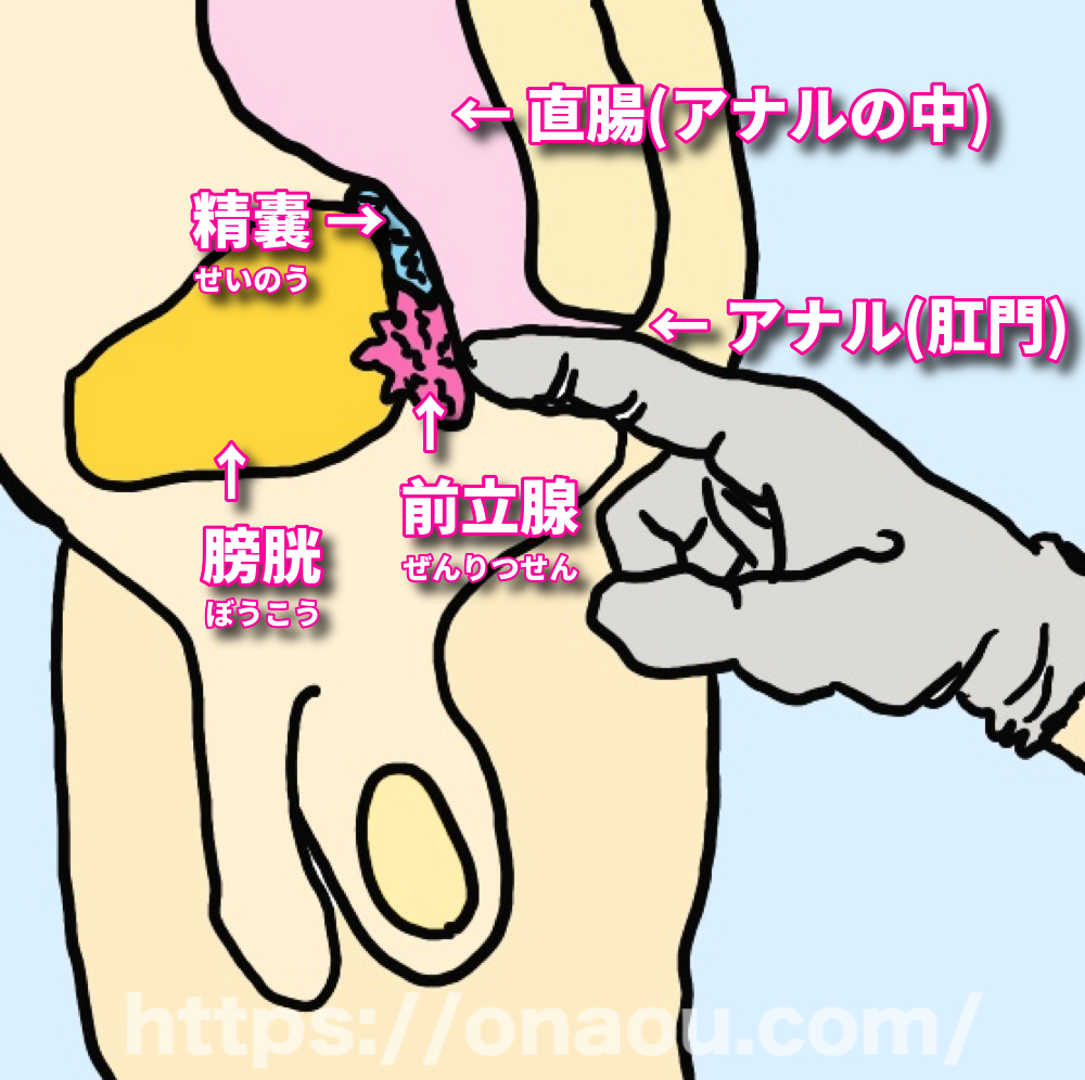 風俗嬢が解説】初心者がアナルで綿棒オナニーをする方法を伝授！快楽地獄でイキ狂い注意！ | Trip-Partner[トリップパートナー]