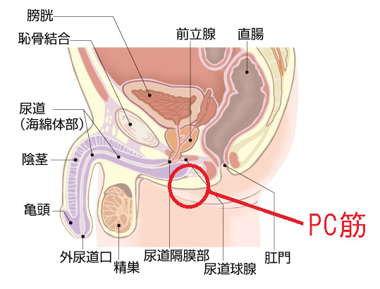 特典あり】性感マッサージ講習・性感開発講習（中イキ・脳イキ講習）のご案内 | 女性用性感マッサージ Girls Enjoy!