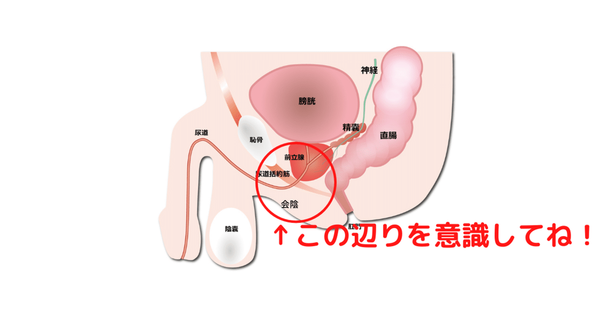 会陰オナニーとは？やり方・ドライオーガズムのコツ・開発方法を解説！｜駅ちか！風俗雑記帳