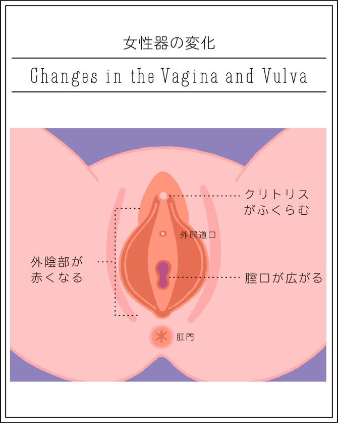 膣の長さの平均は？挿入などエッチとの関係性って？意外と知らない膣の構造をチェック【快感スタイル】