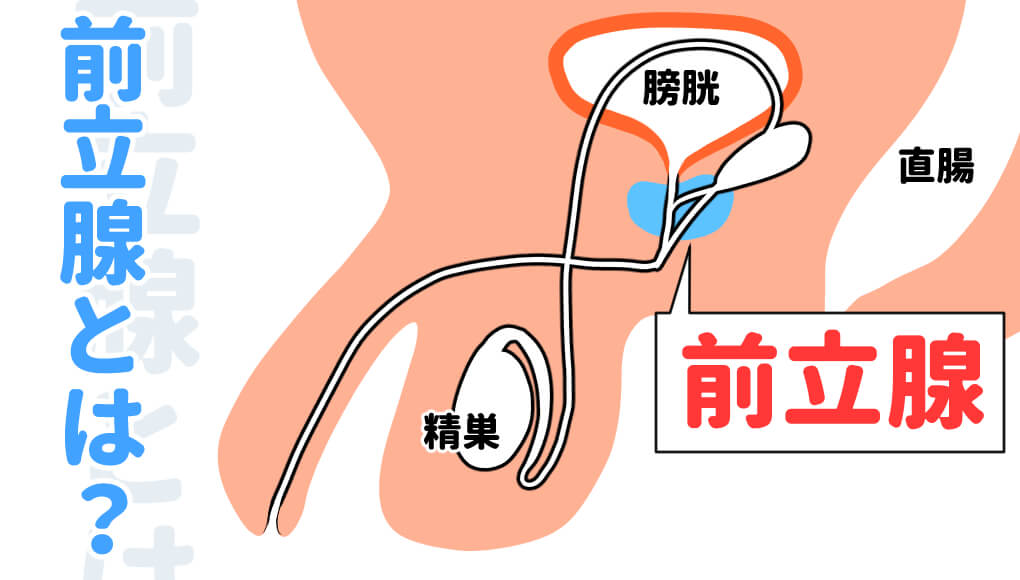 Amazon | 尿道バイブ金属製 前立腺刺激6mm8mm