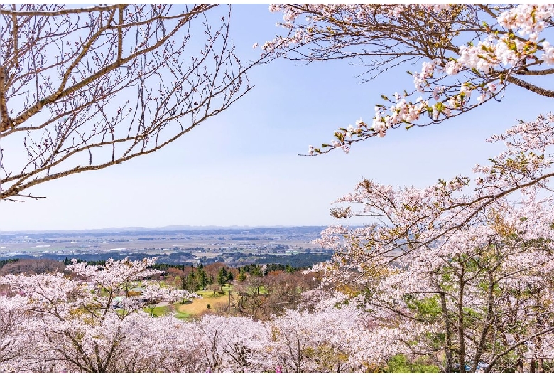 大きいこけしボウル 乙女椿｜陶アトリエ花＊花｜宮城県蔵王町遠刈田温泉 – 