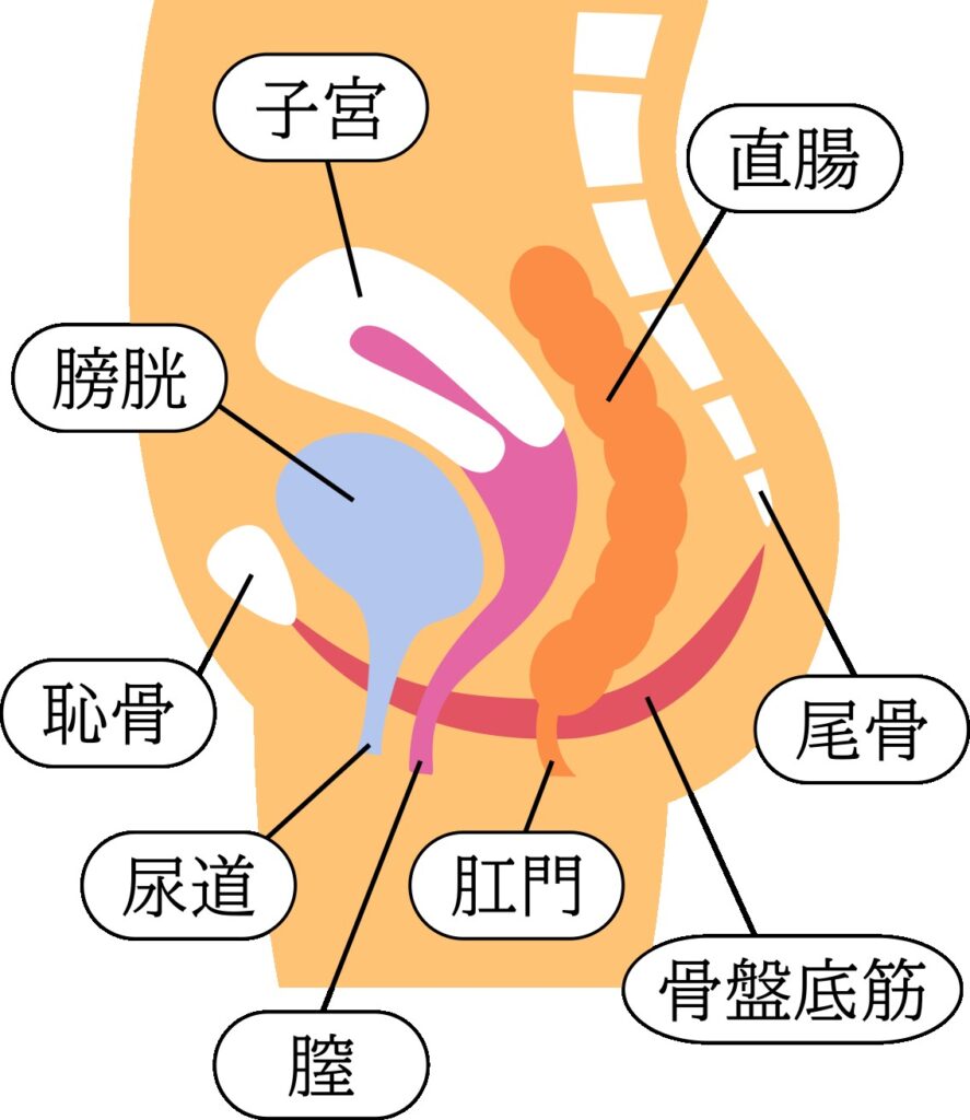 骨盤臓器脱 ―シニア女性の生活の質を下げる子宮脱、膀胱瘤、直腸瘤―｜京都済生会病院