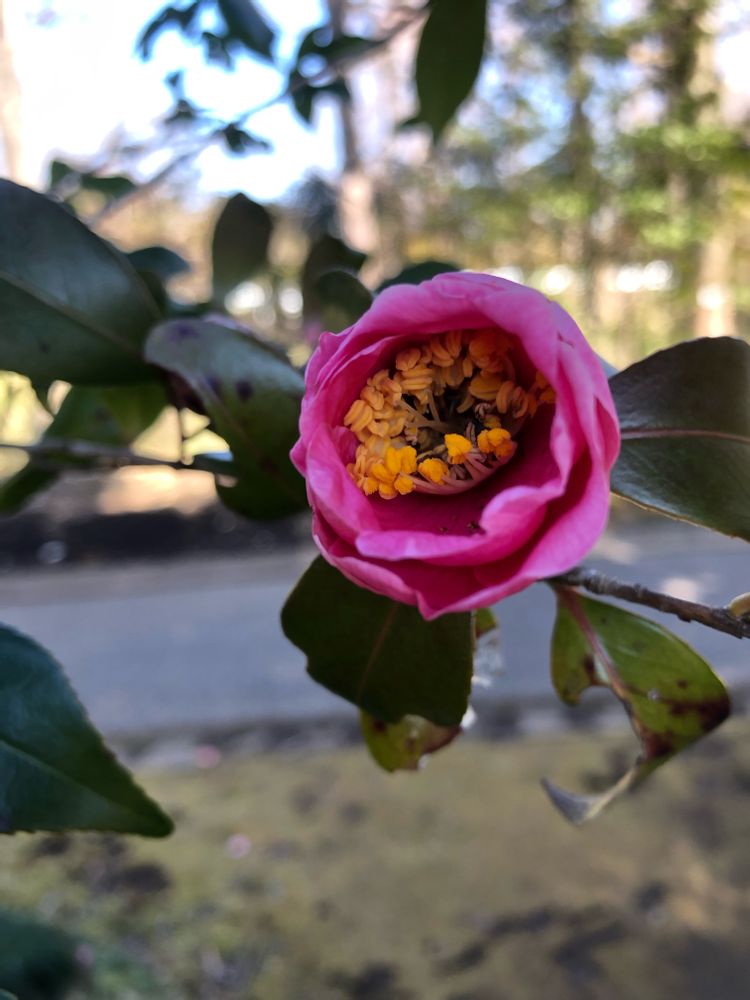 仙台 花椿の写真一覧 -