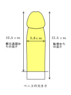 ペニスの大きさ平均は13cm！女性の理想サイズはさらにデカい！？｜薬の通販オンライン