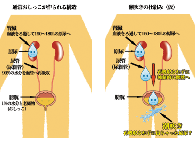 ☆男の潮吹き☆やり方、コツを【男の潮吹き】発祥の風俗店が解説 | 大量噴射！「男の潮吹き」発祥の専門風俗店がやり方を解説