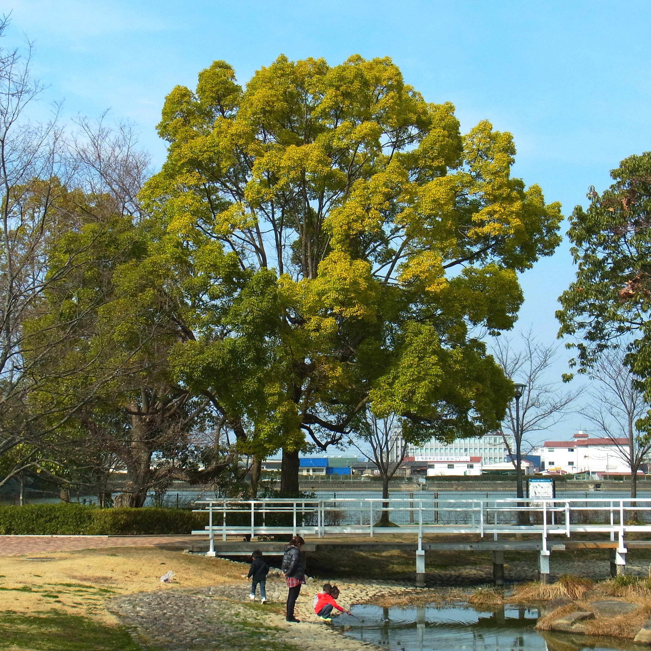 舟渡池公園」(堺市美原区-公園/緑地-〒587-0003)の地図/アクセス/地点情報 - NAVITIME