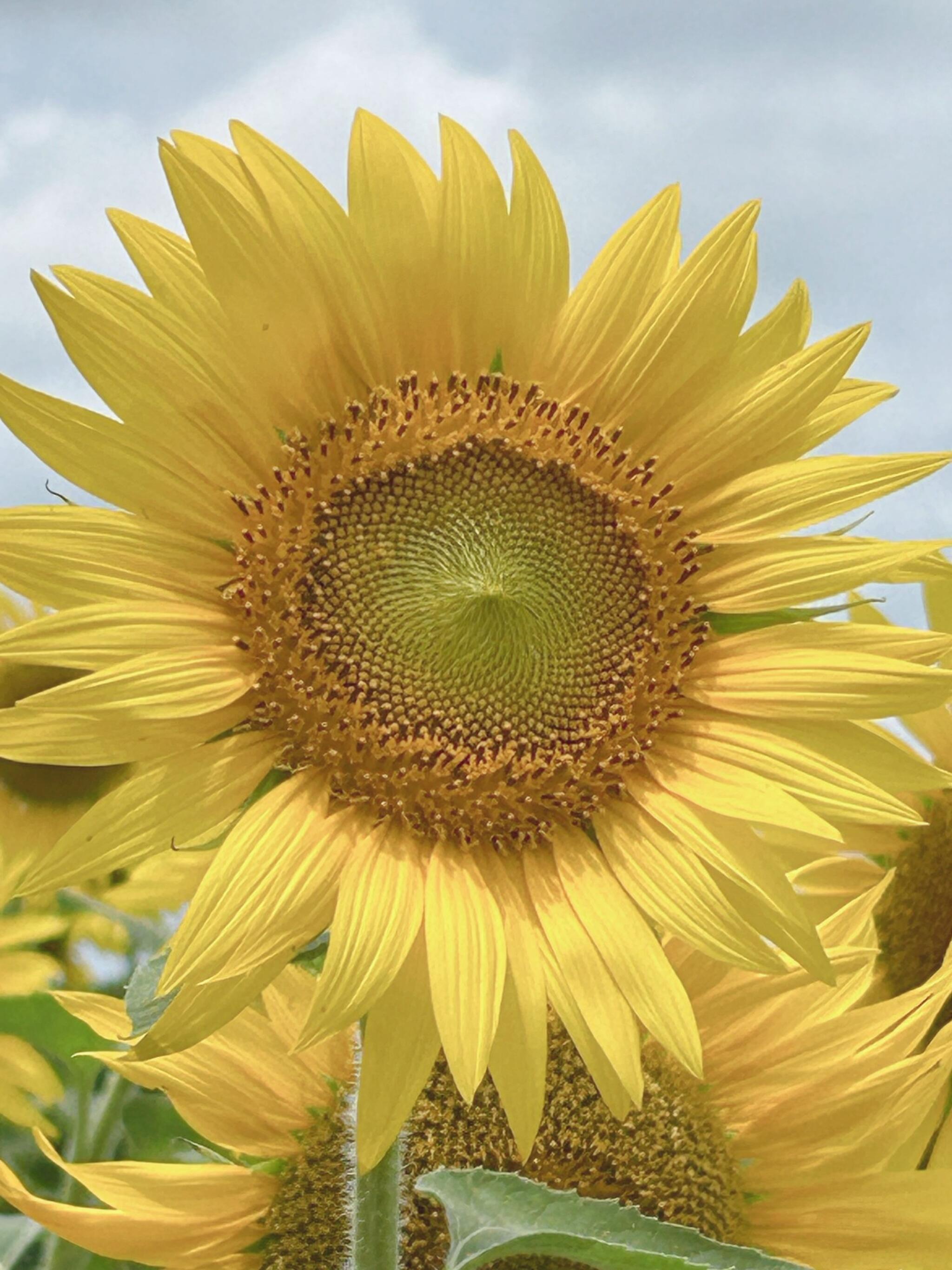 応募作品「最初で最後の鷺沼ひまわり回廊🌻近所で一面ひまわりに囲まれて幸せでした。」 | みんなの投稿写真