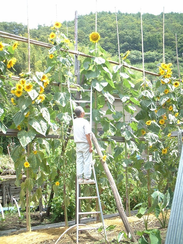 食用ヒマワリの育て方 | 週末ファーマーによる自然農の野菜栽培