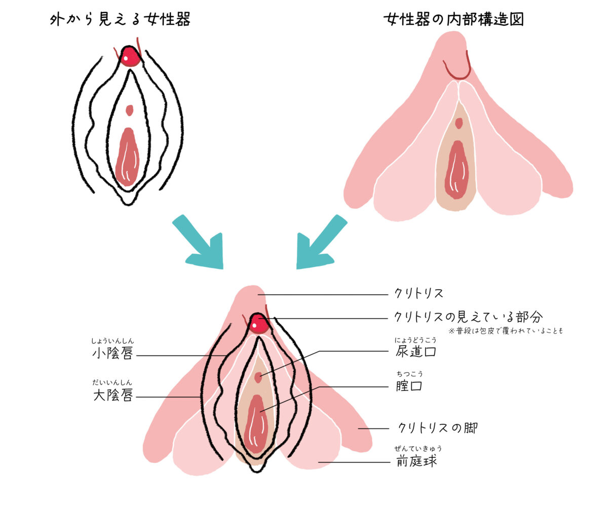 保存推奨】クリ○リス正しい触り方 👉毎日投稿19時〜22時 他の投稿はこちらから @ao_renai