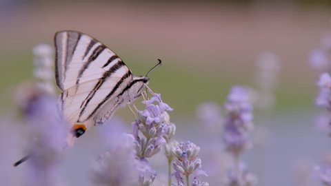 接写、自由度：ラベンダーの花に餌を与えるナシの木のアゲハ の素晴らしい景色。青みがかった紫色のラベンダー植物を訪れる素晴らしいクリーミーな白い羽を持つ美しい帆のアゲハ蝶。」の動画素材（ロイヤリティフリー）1106469119  | Shutterstock