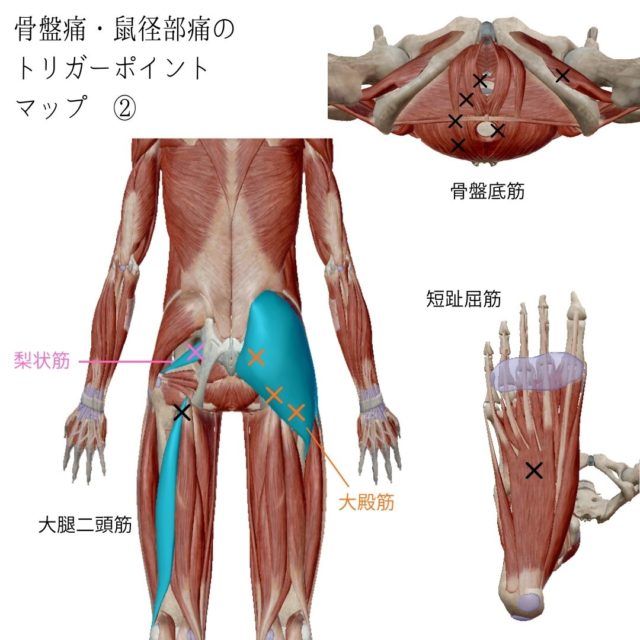 距骨タイプ®とは｜距骨サロン藤沢店