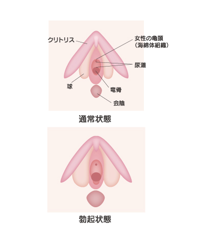 クリトリス構造をAV女優と一緒に医学的観点から解説 – メンズ形成外科 | 青山セレス&船橋中央クリニック