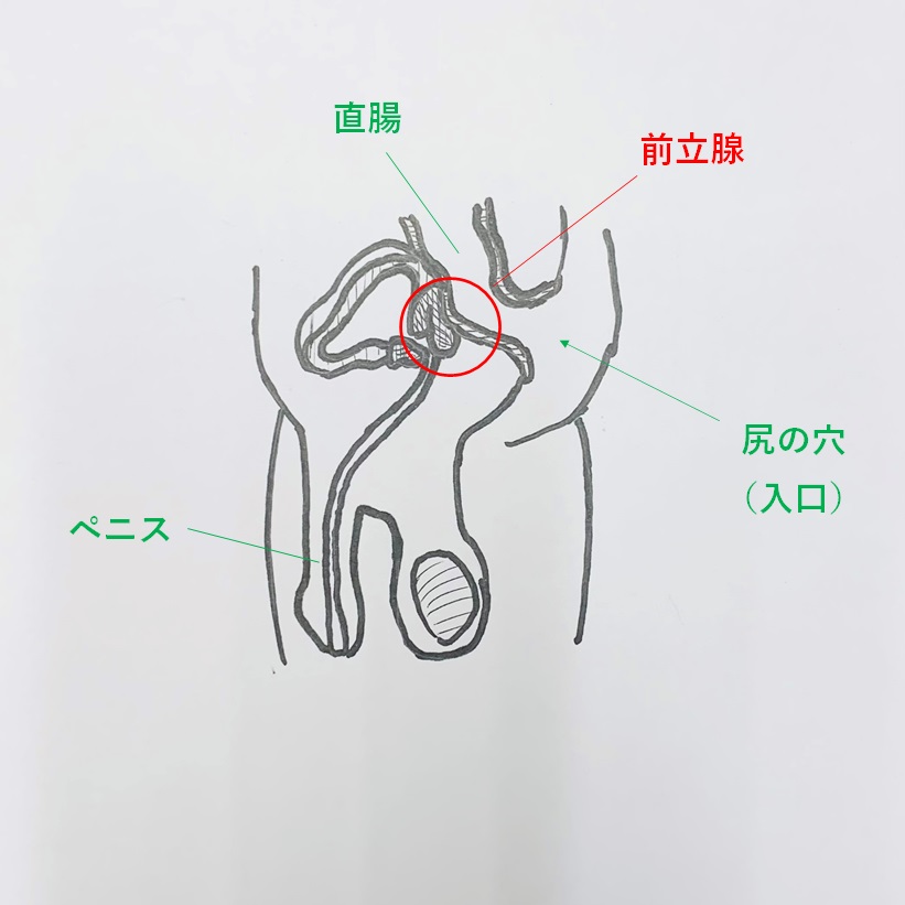 ドライオーガズム超入門の電子書籍 - honto電子書籍ストア