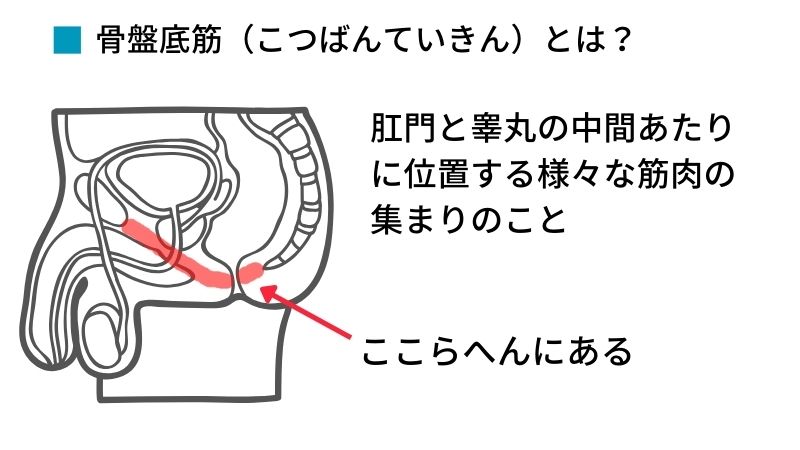 オナニーでチントレ その2 pc筋を鍛えて早漏防止 :