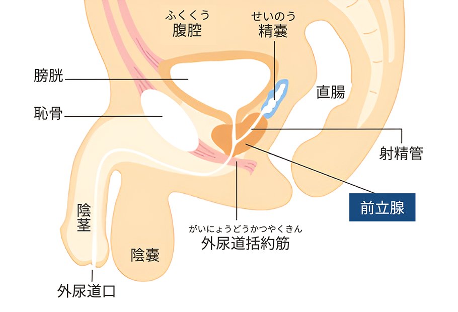 アナル愛撫のやり方！アナルイキや開発方法 - 夜の保健室