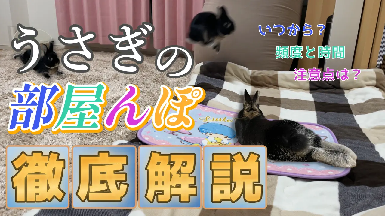 うさぎの部屋つくり/遊び場も充実！