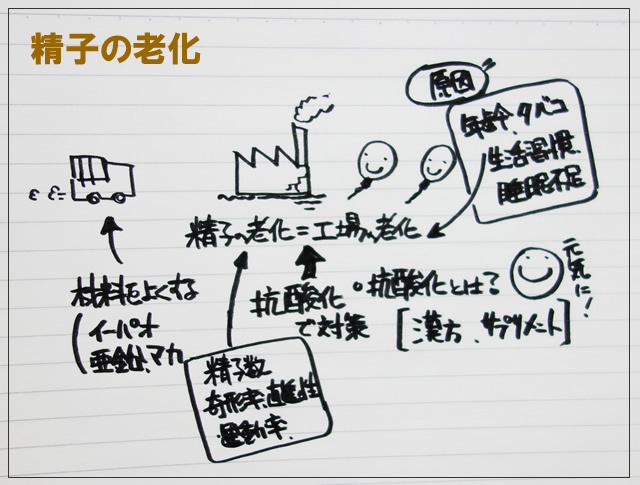 男性不妊の原因：性機能障害（精子を送り出す機能異常）｜男性不妊｜医療法人オーク会